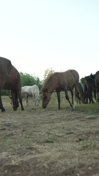 Wild horses grazing together in a field at sunset