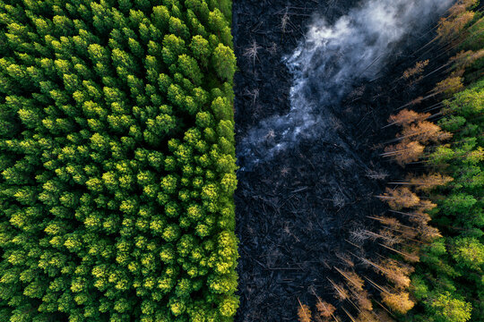 Vue a&eacute;rienne en plein jour montrant la lisi&egrave;re d'une for&ecirc;t. Une ligne nette s&eacute;pare les pins d'un vert luxuriant d'une zone enti&egrave;rement br&ucirc;l&eacute;e et carbonis&eacute;e par un incendie