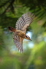 Stunning mid-air action shot of a Sunda Pygmy Woodpecker (Yungipicus moluccensis) in flight. © Riadi