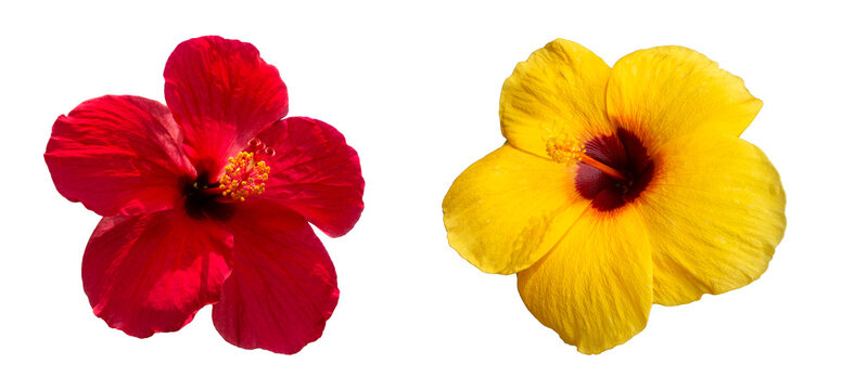 Vibrant red and yellow Tropical hawaiian hibiscus flowers head collection isolated on white background