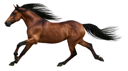 Brown horse with black mane and tail galloping, isolated on transparent background © Marta