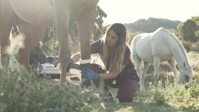 Equine veterinarian bandaging horse leg outdoors