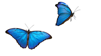 Two vibrant blue morpho butterflies with detailed wings, isolated on transparent background © Marta