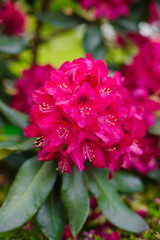 Fototapeta premium Vibrant Rhododendron Nova Zembla Blossoms with Morning Dew
