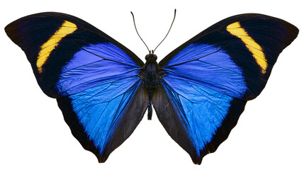 Vibrant blue butterfly with black and yellow markings, isolated on transparent background © Marta