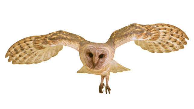 Barn owl with outstretched wings flying, isolated on transparent background