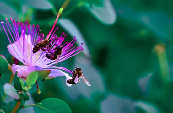 A close-up shot capturing bees collecting nectar from an purple and white caper flower surrounded by lush green foliage in a garden setting.