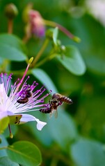 A close-up shot capturing bees collecting nectar from an purple and white caper flower surrounded by lush green foliage in a garden setting. © Drachenfutter