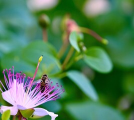 A view of a honeybee gathering nectar on a purple and white caper flower set against a soft blurred background of green leaves. © Drachenfutter