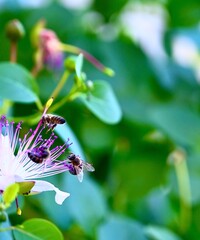 A close-up shot capturing bees collecting nectar from an purple and white caper flower surrounded by lush green foliage in a garden setting. © Drachenfutter