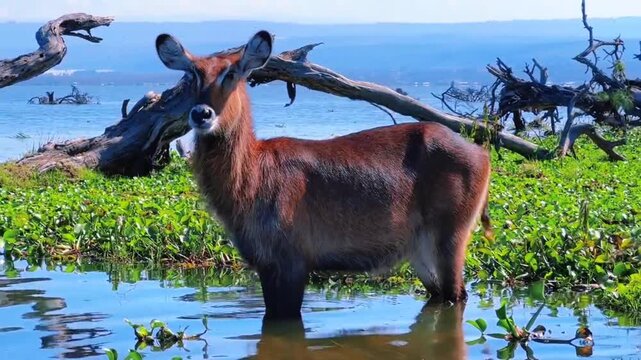 Waterbuck in Wetland