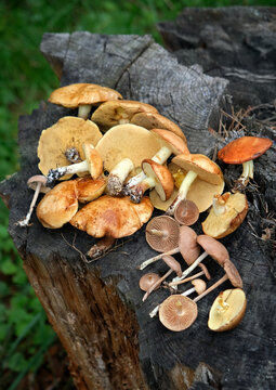 edible mushrooms of yellow boletus, suillus tridentinus (family Boletaceae, Suillus, Boletus granulatus) and scotch bonnet mushrooms on tree stump. Picking wild fresh mushrooms in forest. top view