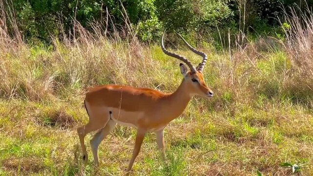 A male impala with long spiral horns walks through grassy African bushland