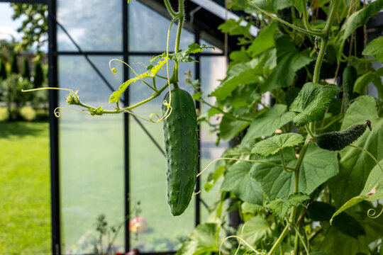 Organic Cucumbers Growing on Leafy Vines Inside a Sunny Greenhouse