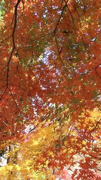 秋風に揺れそよぐ紅葉　タテ映像