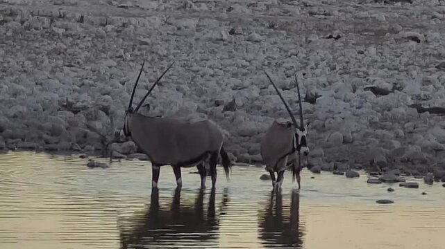 Two Gemsbok at Waterhole