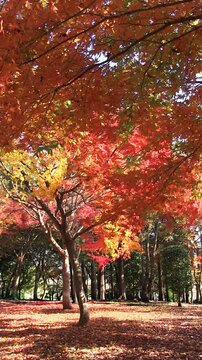 秋風に揺れそよぐ紅葉　タテ映像