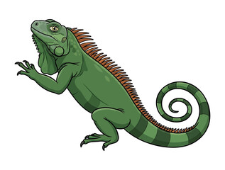 Fototapeta premium Green Iguana Reptile Standing Looking Up with an Alert Curious Expression Detailed Vector Illustration