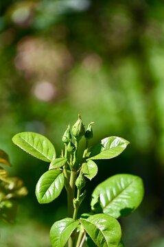 Rose buds waiting to bloom, in outdoor garden, with rose buds, green leaves, from a close-up perspective perspective, with green, brown accents, and peaceful and serene mood, nearby objects.