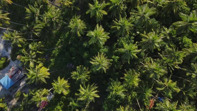 Stunning top-down drone shot of a vast and dense coconut palm tree plantation
