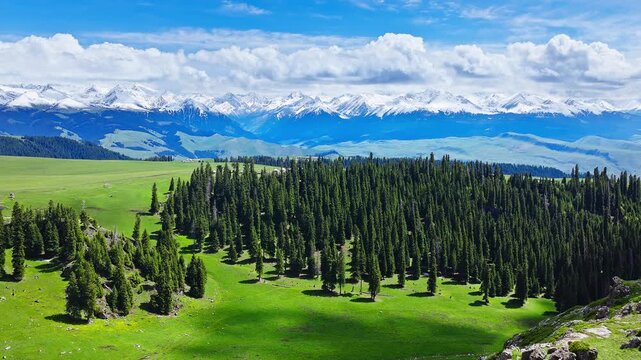 Aerial view of evergreen spruce forests on lush green meadows with snow-capped mountains in the background, Kalajun Grassland, Xinjiang, China.