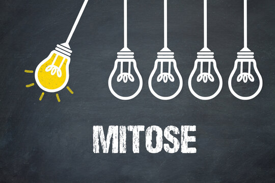 Mitose