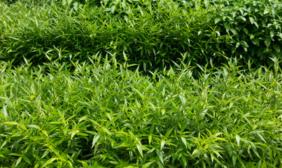 cluster of lush green, lance-shaped leaves on slender stems, which appears to be Sabah Snake Grass (Clinacanthus nutans), also known in Thailand as Phaya Yo or Salet Pangphon