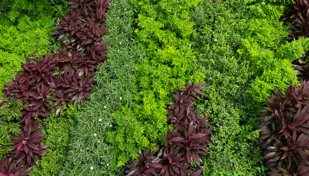 A top-view image of a tropical outdoor garden. The planting design utilizes contrasting foliage colors, incorporating plants like Persian Shield (Strobilanthes dyerianus) and various types of Coleus