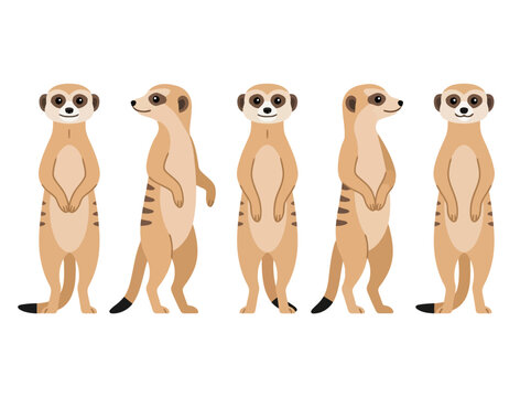 Cute cartoon meerkats standing upright in different poses isolated on white background.