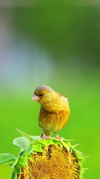 Close up vertical portrait of a vibrant yellow greenfinch bird perched on a sunflower head against a soft blurred green background