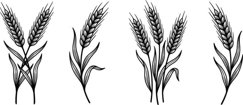 Hand drawn vintage wheat ears sketches set for bakery packaging organic agriculture farming labels and flour brewing identity vector