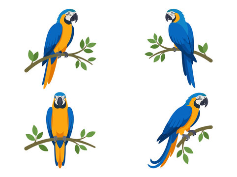 Four illustrations of blue and yellow macaws perched on leafy branches in various poses.