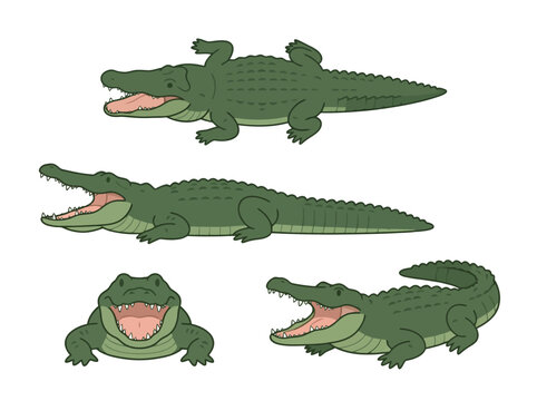 A collection of green alligators in various poses with open mouths.