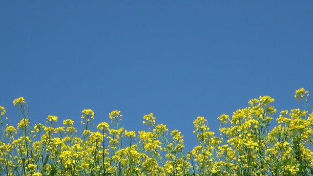青空と風に揺れる菜の花