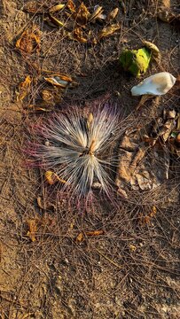 Putat Laut (Barringtonia asiatica) flowers in a wilted state show dried petals and natural textures after blooming.