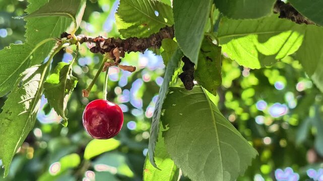 Fresh ripe cherry hanging on tree branch in sunny organic orchard during summer