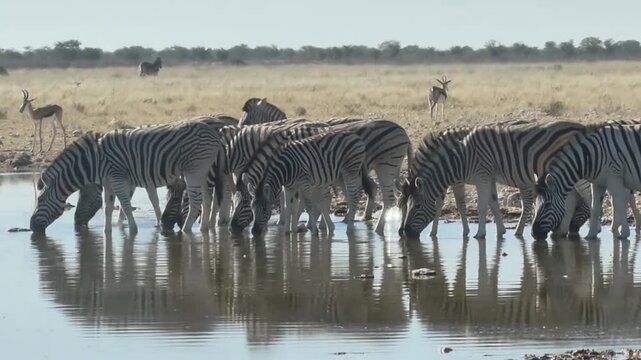 Zebras Herd Drinking at Waterhole with Reflections