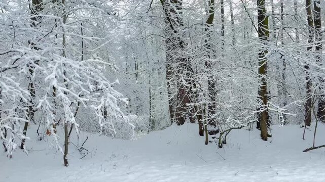 Walking through a snowy winter forest with snow-covered branches, capturing peaceful natural scenery and the crisp sound of footsteps crunching through fresh snow.	