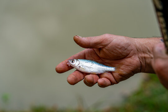 Small fish held in a hand by a lake