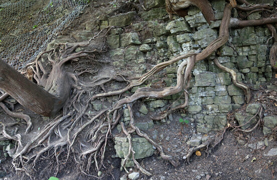 Roots on the cliff