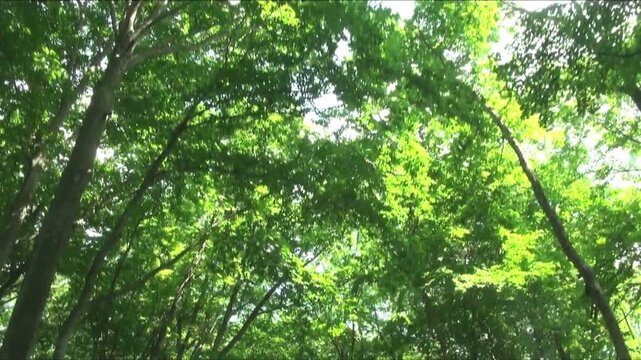 初夏の木々を見上げて進む
