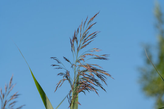 A wispy reed seed head sways gently against a clear blue sky in this nature close up. Fine feathery strands catch the light as neighboring blades frame the scene.
