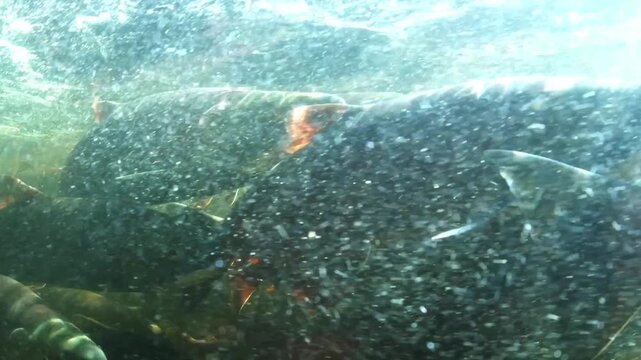 Underwater view of a school of sockeye salmon holding by their spawning grounds in British Columbia, Canada.