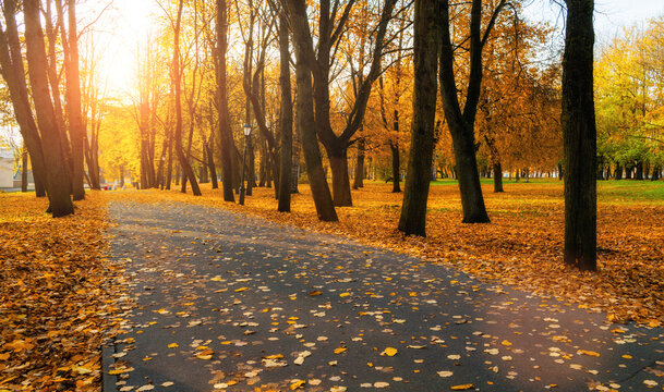 October park background, autumn trees and fallen orange leaves on the ground along the park alley in sunny evening
