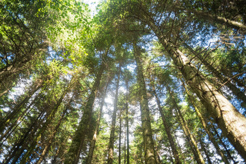 Fototapeta premium Low angle view looking up at tall pine tree trunks with dense green canopy and bright sunlight in the forest