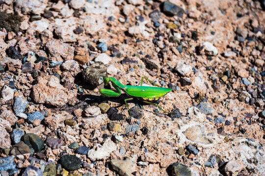 Green praying mantis on rocky ground in Kegen District
