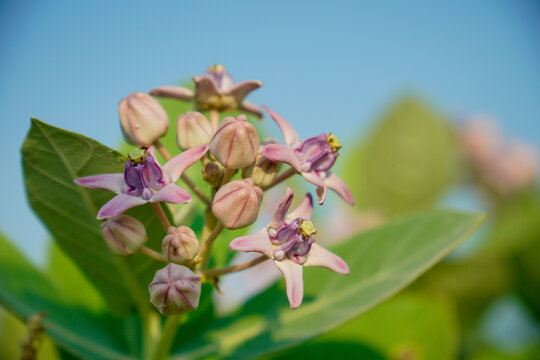 Beautiful cluster of purple wild crown flowers blooming in nature, selective focus macro photography. Close up of blooming crown flower Calotropis gigantea with purple and white petals in soft dayligh