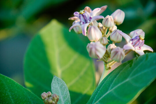Beautiful cluster of purple wild crown flowers blooming in nature, selective focus macro photography. Close up of blooming crown flower Calotropis gigantea with purple and white petals in soft dayligh