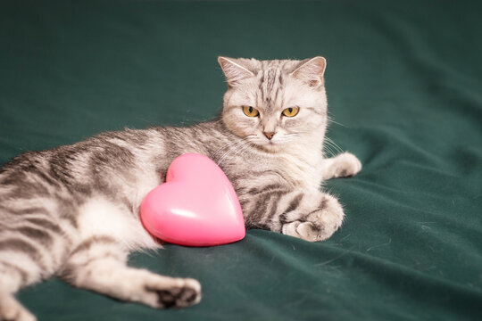 beautiful, gray British cat with a pink heart in a home environment
