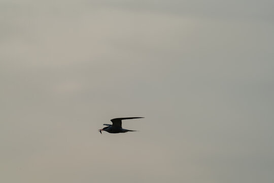 Seabird silhouette flying with fish at dusk